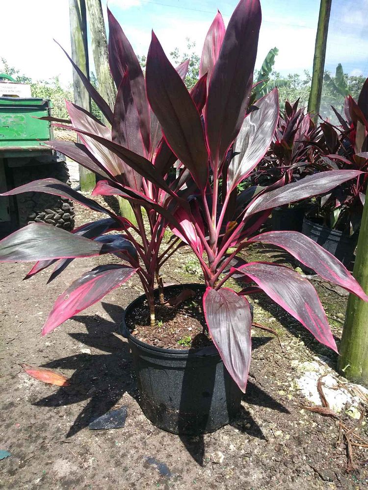 cordyline-fruticosa-red-sister-ti-plant-cordyline-terminalis-dracaena-terminalis
