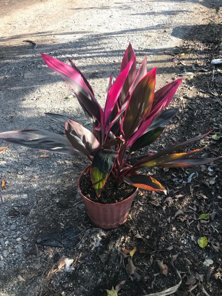 cordyline-fruticosa-red-sister-ti-plant-cordyline-terminalis-dracaena-terminalis