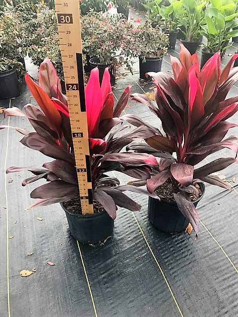 cordyline-fruticosa-red-sister-ti-plant-cordyline-terminalis-dracaena-terminalis