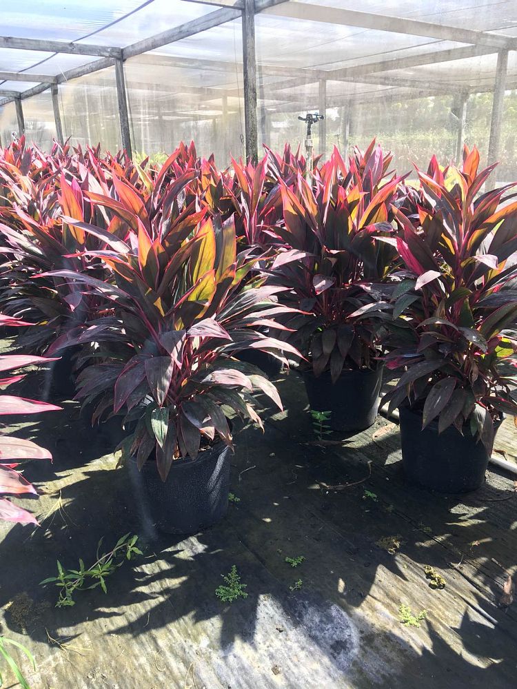 cordyline-fruticosa-red-sister-ti-plant-cordyline-terminalis-dracaena-terminalis