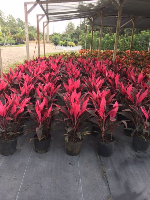 cordyline-fruticosa-red-sister-ti-plant-cordyline-terminalis-dracaena-terminalis