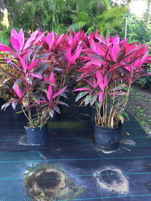 cordyline-fruticosa-red-sister-ti-plant-cordyline-terminalis-dracaena-terminalis