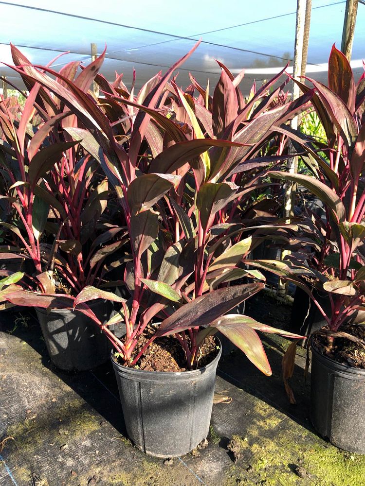 cordyline-fruticosa-red-sister-ti-plant-cordyline-terminalis-dracaena-terminalis