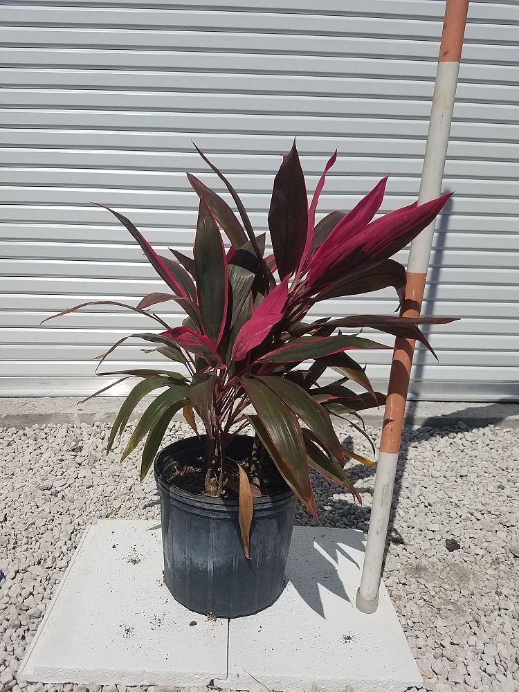 cordyline-fruticosa-red-sister-ti-plant-cordyline-terminalis-dracaena-terminalis