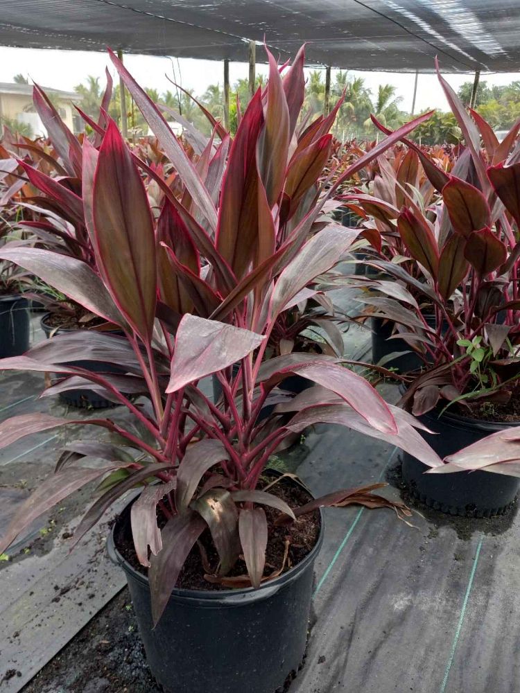 cordyline-fruticosa-red-sister-ti-plant-cordyline-terminalis-dracaena-terminalis