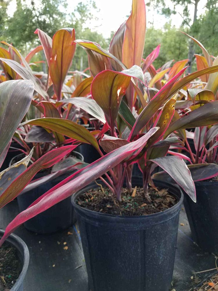 cordyline-fruticosa-red-sister-ti-plant-cordyline-terminalis-dracaena-terminalis