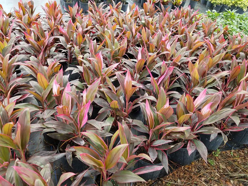 cordyline-fruticosa-red-sister-ti-plant-cordyline-terminalis-dracaena-terminalis