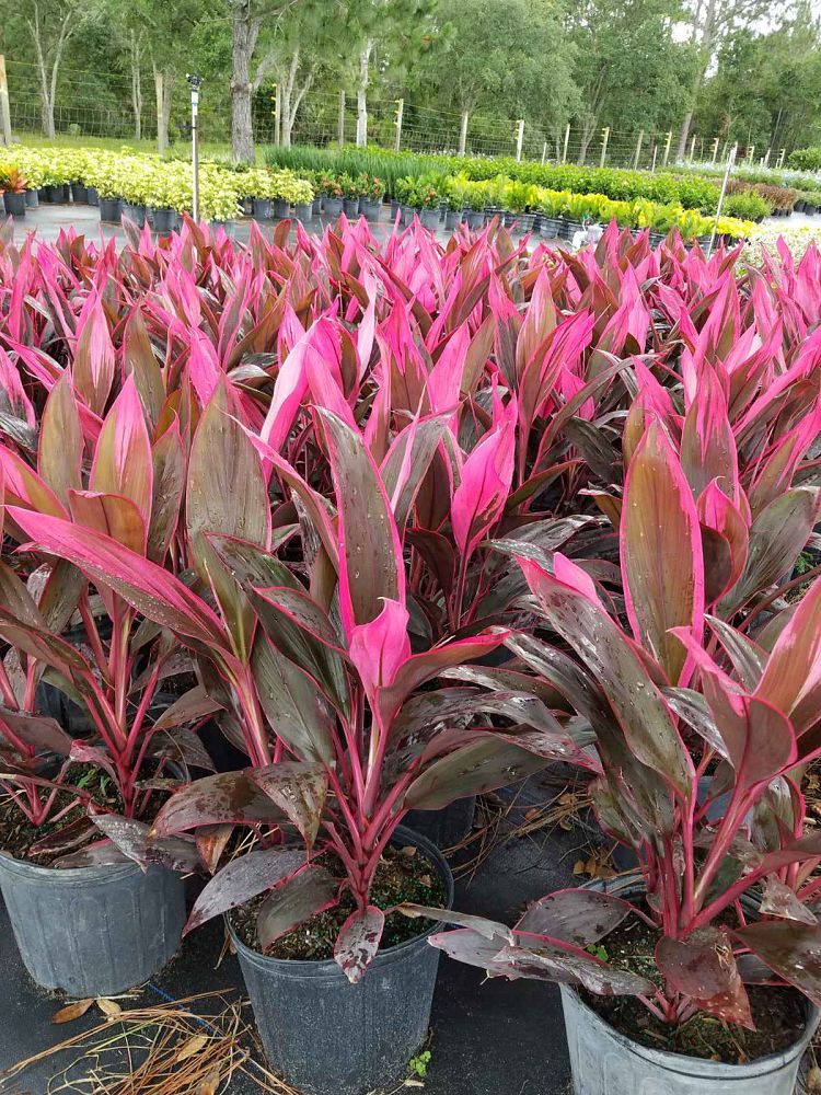 cordyline-fruticosa-red-sister-ti-plant-cordyline-terminalis-dracaena-terminalis
