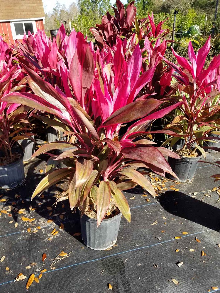 cordyline-fruticosa-red-sister-ti-plant-cordyline-terminalis-dracaena-terminalis