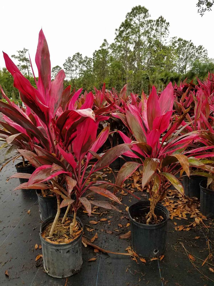 cordyline-fruticosa-red-sister-ti-plant-cordyline-terminalis-dracaena-terminalis