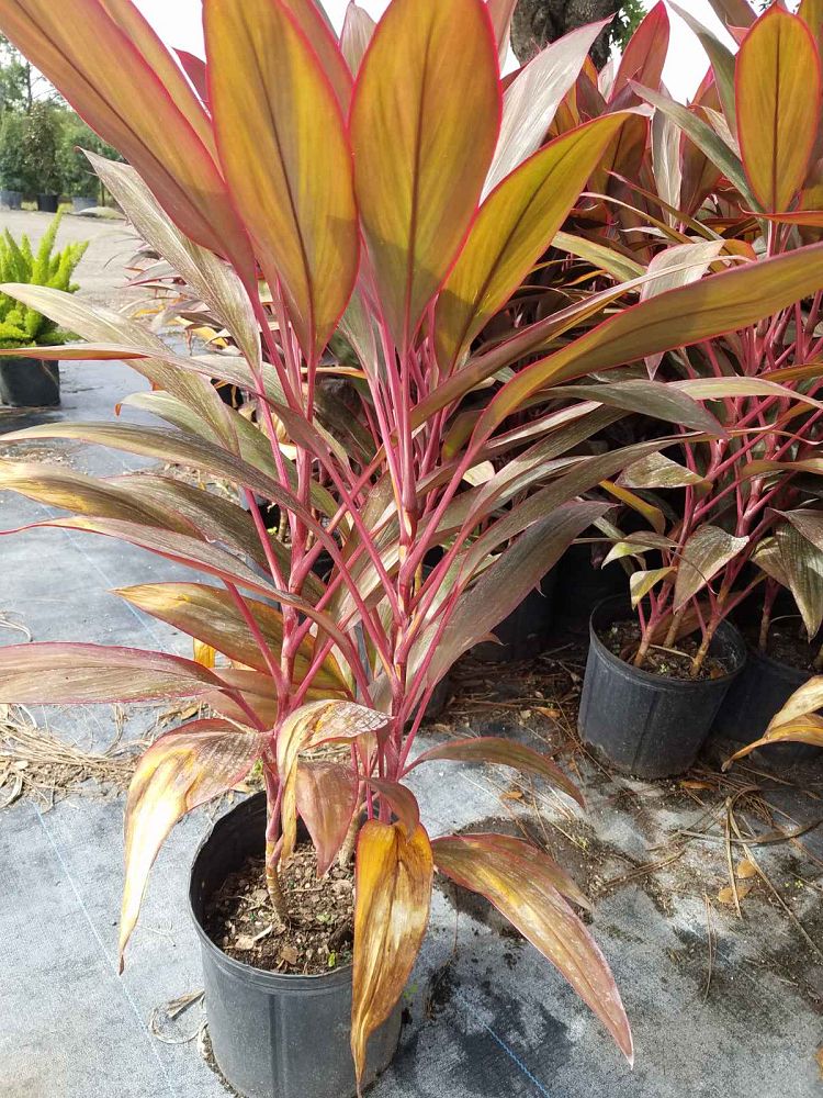 cordyline-fruticosa-red-sister-ti-plant-cordyline-terminalis-dracaena-terminalis