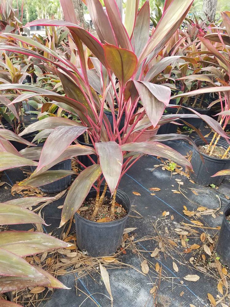 cordyline-fruticosa-red-sister-ti-plant-cordyline-terminalis-dracaena-terminalis