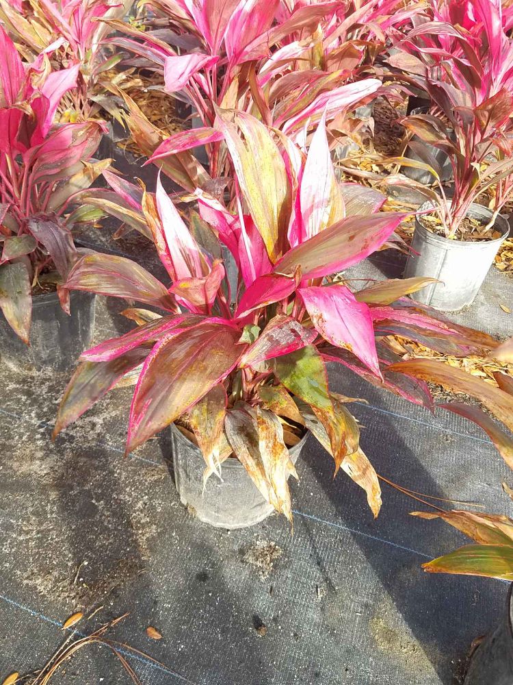 cordyline-fruticosa-red-sister-ti-plant-cordyline-terminalis-dracaena-terminalis