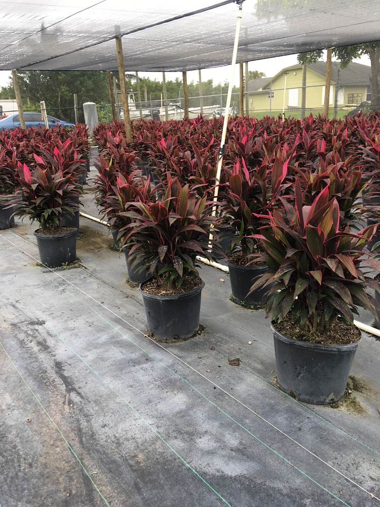 cordyline-fruticosa-red-sister-ti-plant-cordyline-terminalis-dracaena-terminalis