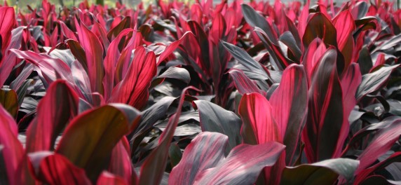 cordyline-fruticosa-red-sister-ti-plant-cordyline-terminalis-dracaena-terminalis