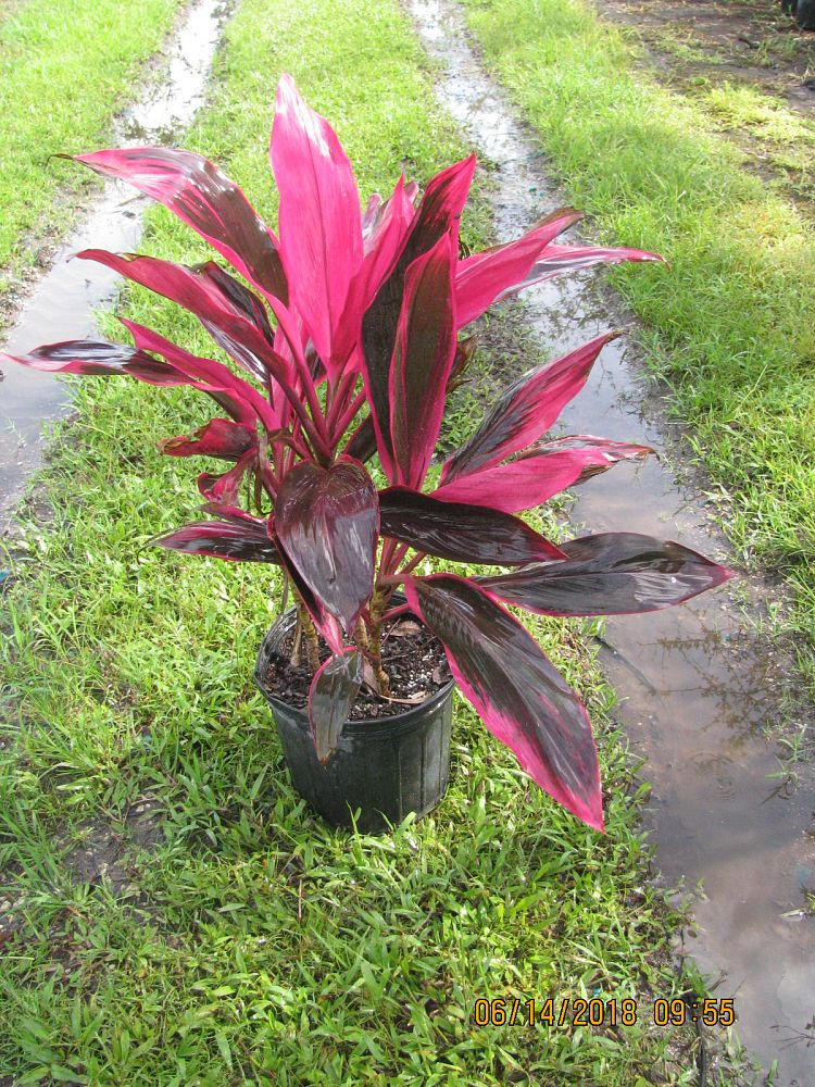 Tropical Treescapes Inc.