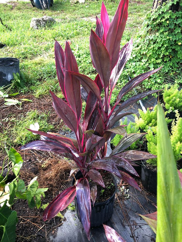 cordyline-fruticosa-red-sister-ti-plant-cordyline-terminalis-dracaena-terminalis