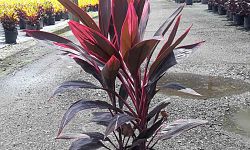 cordyline-fruticosa-red-sister-ti-plant-cordyline-terminalis-dracaena-terminalis