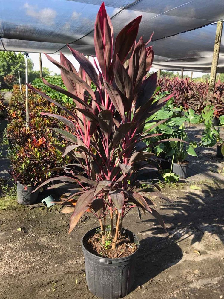 cordyline-fruticosa-red-sister-ti-plant-cordyline-terminalis-dracaena-terminalis