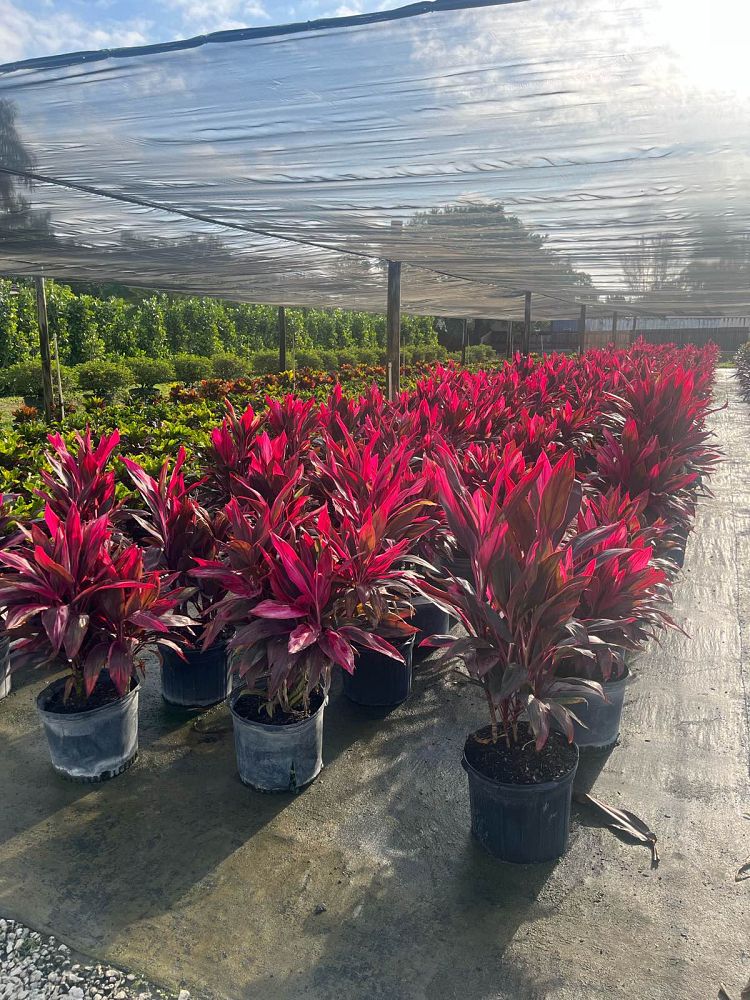 cordyline-fruticosa-red-sister-ti-plant-cordyline-terminalis-dracaena-terminalis