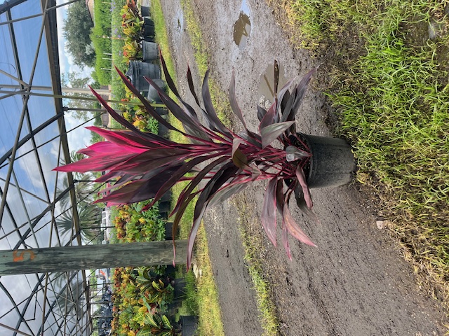 cordyline-fruticosa-red-sister-ti-plant-cordyline-terminalis-dracaena-terminalis