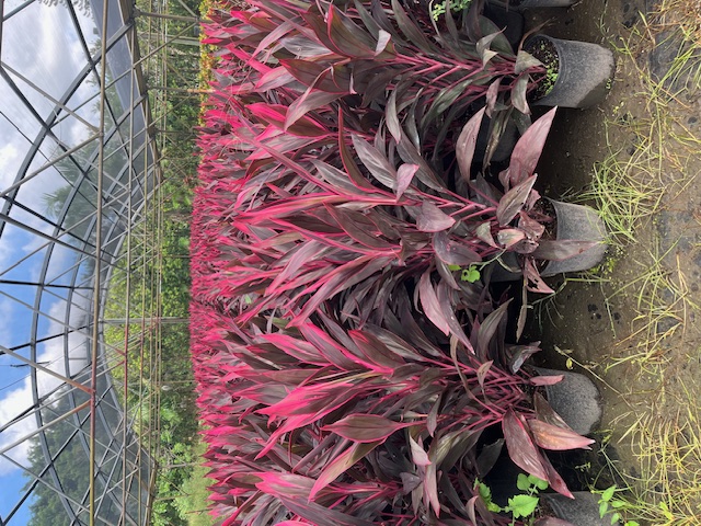 cordyline-fruticosa-red-sister-ti-plant-cordyline-terminalis-dracaena-terminalis