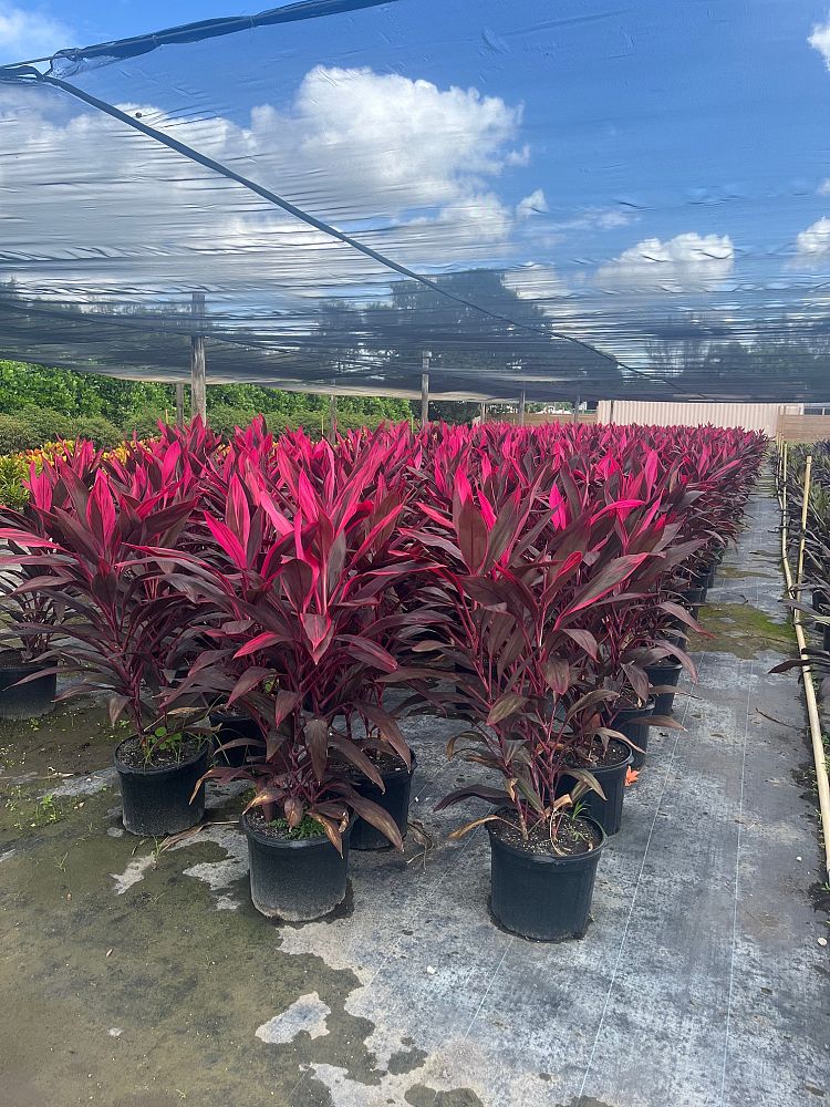 cordyline-fruticosa-red-sister-ti-plant-cordyline-terminalis-dracaena-terminalis