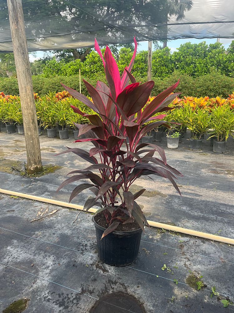cordyline-fruticosa-red-sister-ti-plant-cordyline-terminalis-dracaena-terminalis