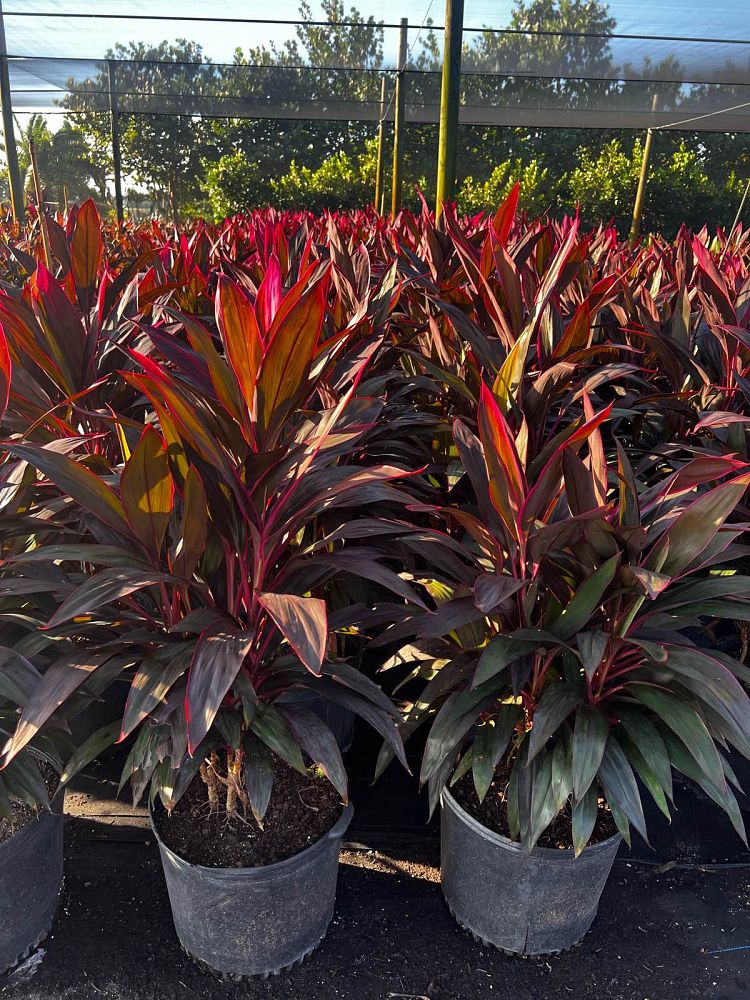 cordyline-fruticosa-red-sister-ti-plant-cordyline-terminalis-dracaena-terminalis