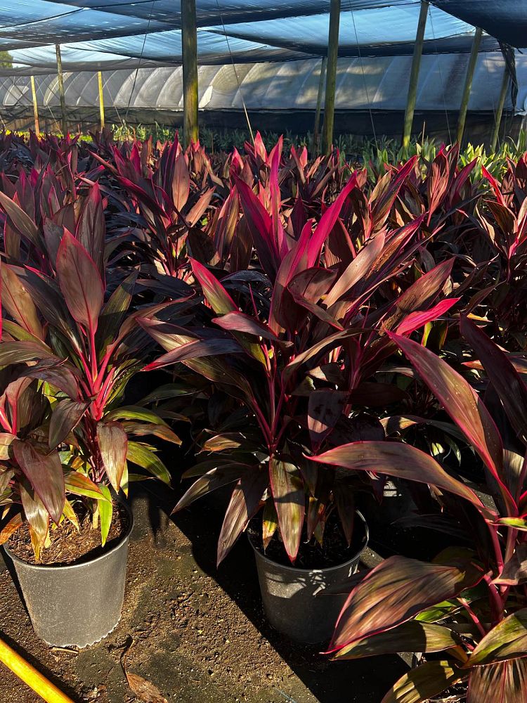 cordyline-fruticosa-red-sister-ti-plant-cordyline-terminalis-dracaena-terminalis