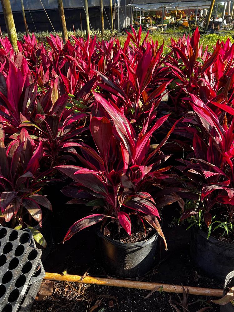 cordyline-fruticosa-red-sister-ti-plant-cordyline-terminalis-dracaena-terminalis