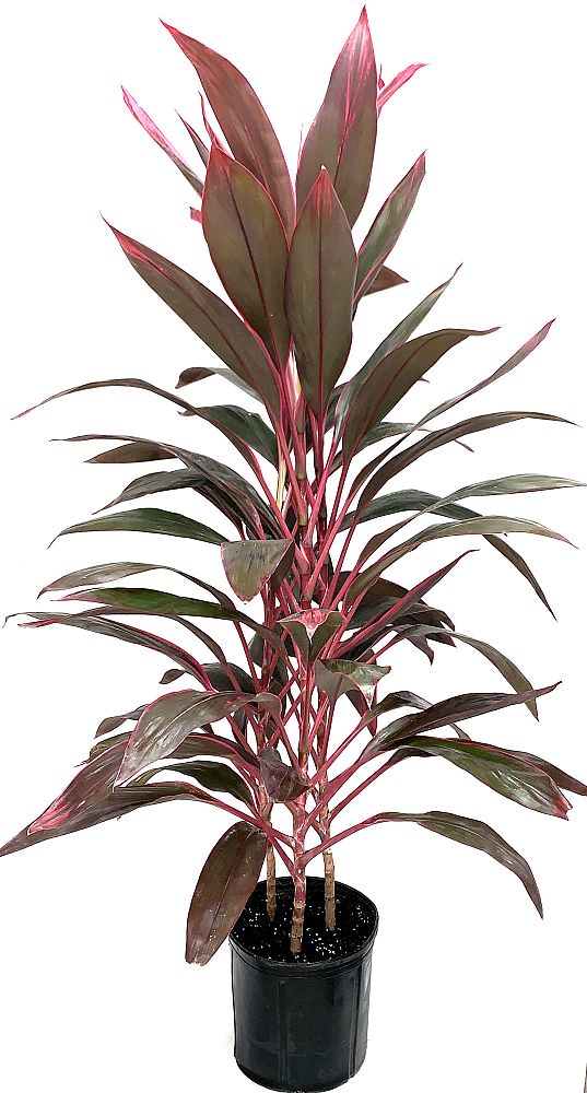 cordyline-fruticosa-red-sister-ti-plant-cordyline-terminalis-dracaena-terminalis