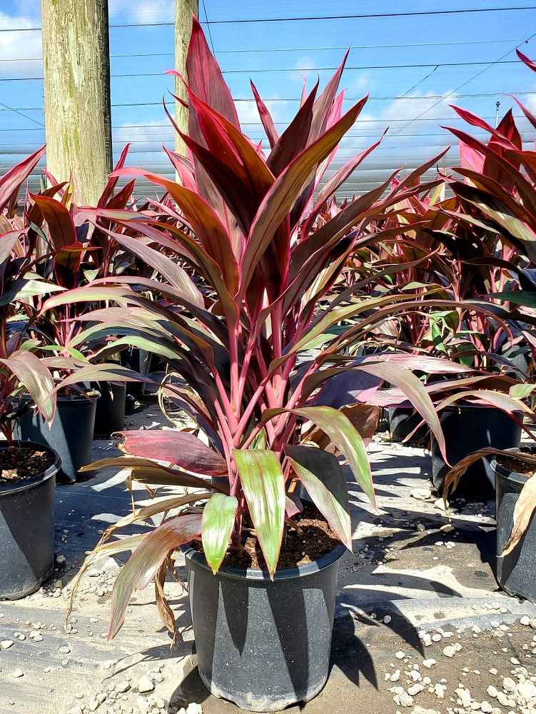cordyline-fruticosa-red-sister-ti-plant-cordyline-terminalis-dracaena-terminalis