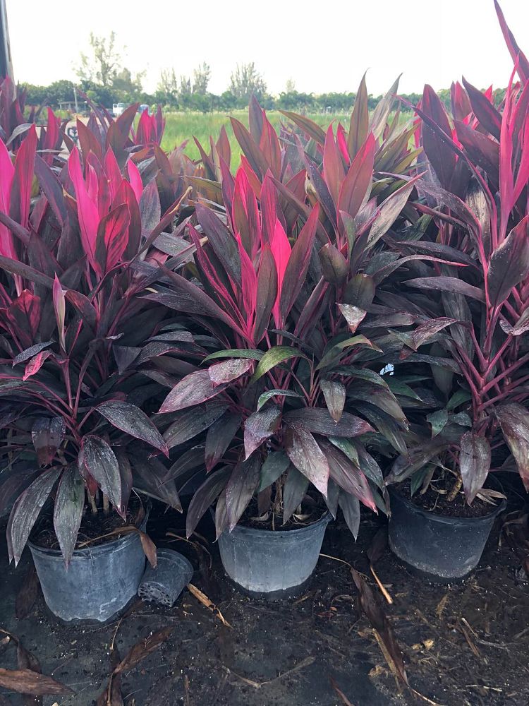 cordyline-fruticosa-red-sister-ti-plant-cordyline-terminalis-dracaena-terminalis
