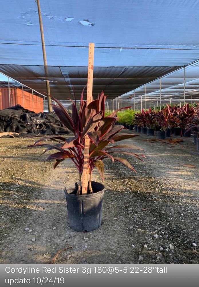 cordyline-fruticosa-red-sister-ti-plant-cordyline-terminalis-dracaena-terminalis