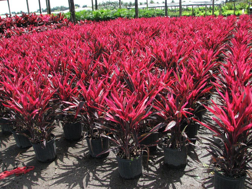 cordyline-fruticosa-red-sister-ti-plant-cordyline-terminalis-dracaena-terminalis