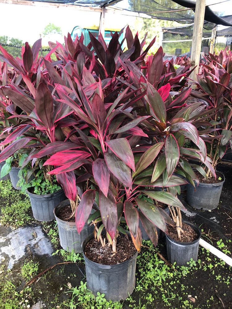 cordyline-fruticosa-red-sister-ti-plant-cordyline-terminalis-dracaena-terminalis