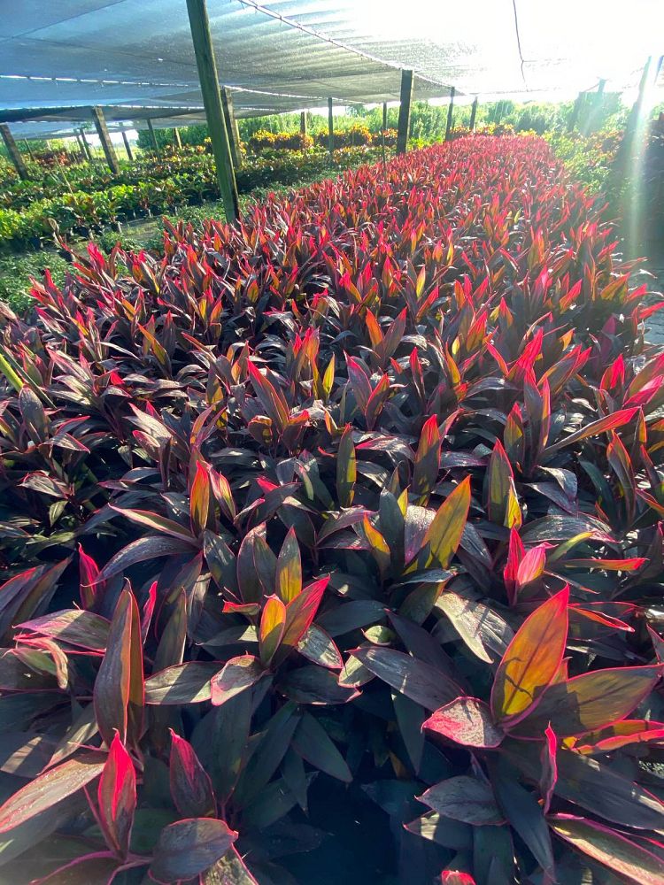 cordyline-fruticosa-red-sister-ti-plant-cordyline-terminalis-dracaena-terminalis