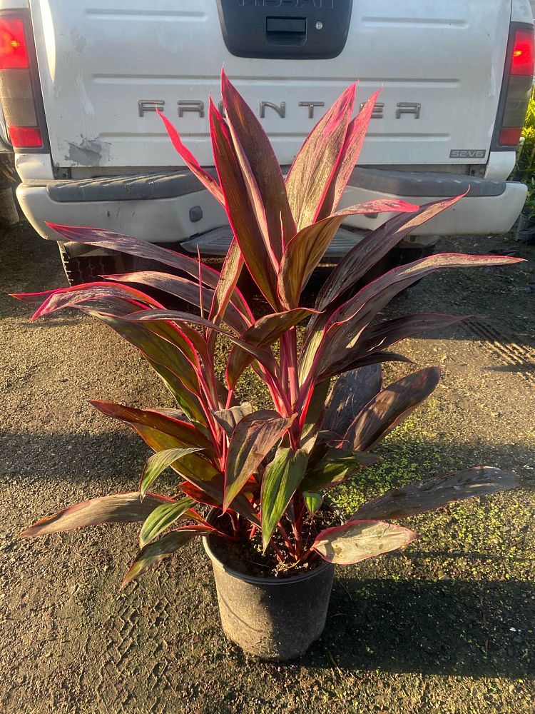 cordyline-fruticosa-red-sister-ti-plant-cordyline-terminalis-dracaena-terminalis