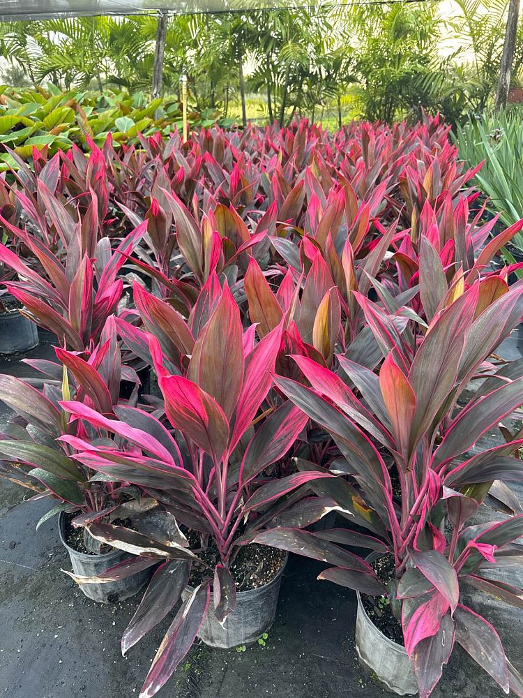 cordyline-fruticosa-red-sister-ti-plant-cordyline-terminalis-dracaena-terminalis