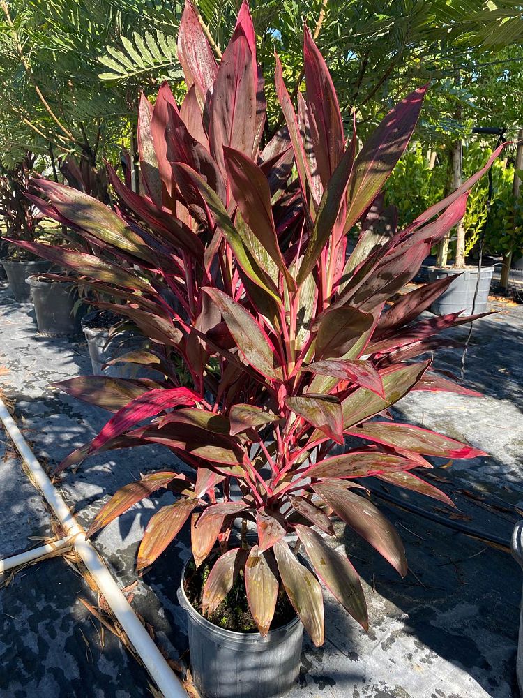 cordyline-fruticosa-red-sister-ti-plant-cordyline-terminalis-dracaena-terminalis