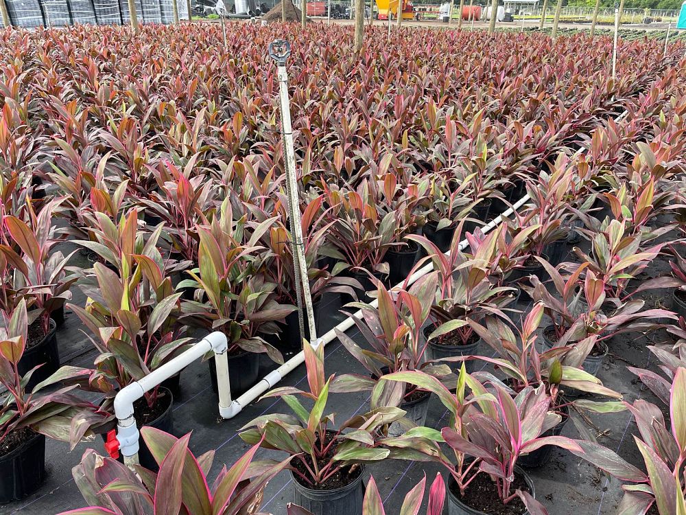 cordyline-fruticosa-red-sister-ti-plant-cordyline-terminalis-dracaena-terminalis