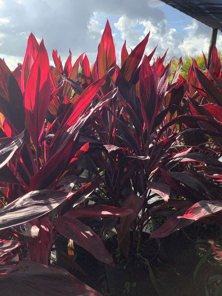 cordyline-fruticosa-red-sister-ti-plant-cordyline-terminalis-dracaena-terminalis