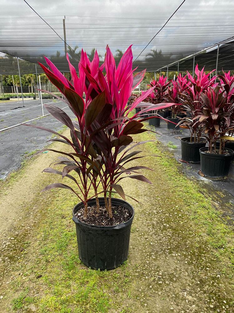 cordyline-fruticosa-red-sister-ti-plant-cordyline-terminalis-dracaena-terminalis