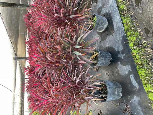 cordyline-fruticosa-red-sister-ti-plant-cordyline-terminalis-dracaena-terminalis