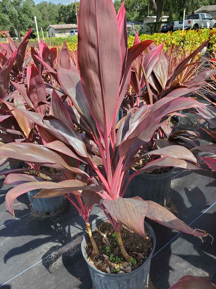 cordyline-fruticosa-red-sister-ti-plant-cordyline-terminalis-dracaena-terminalis
