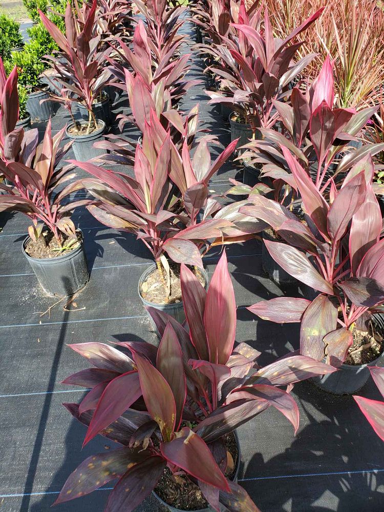 cordyline-fruticosa-red-sister-ti-plant-cordyline-terminalis-dracaena-terminalis