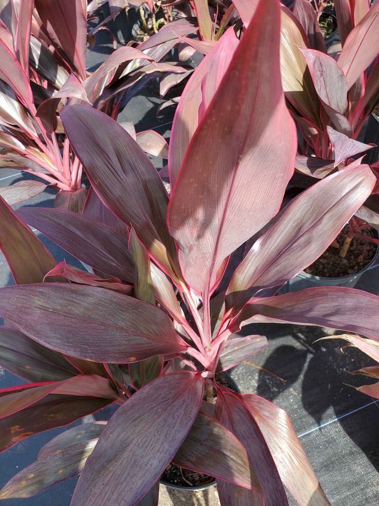 cordyline-fruticosa-red-sister-ti-plant-cordyline-terminalis-dracaena-terminalis