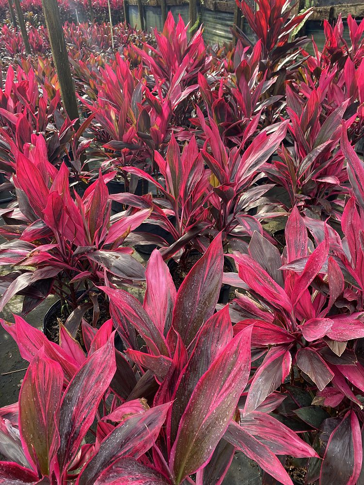 cordyline-fruticosa-red-sister-ti-plant-cordyline-terminalis-dracaena-terminalis