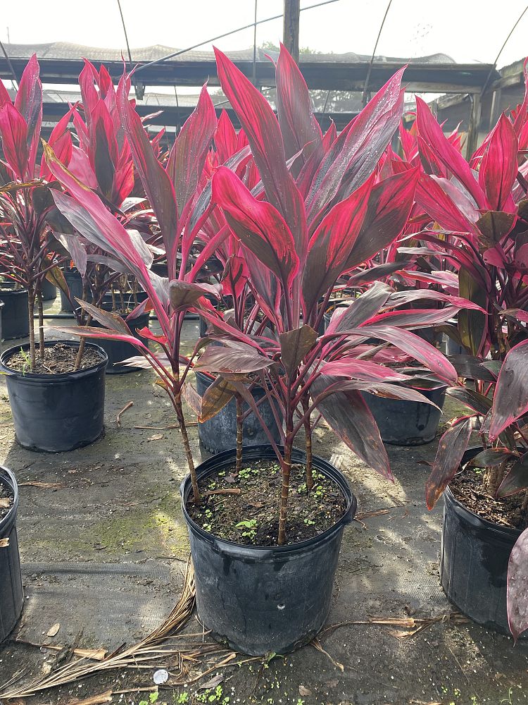 cordyline-fruticosa-red-sister-ti-plant-cordyline-terminalis-dracaena-terminalis